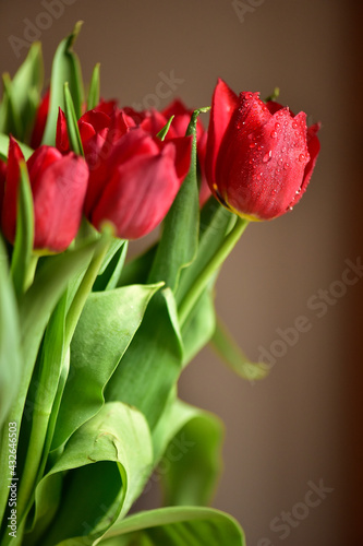 Red tulips in water droplets  with leaves  close-up.