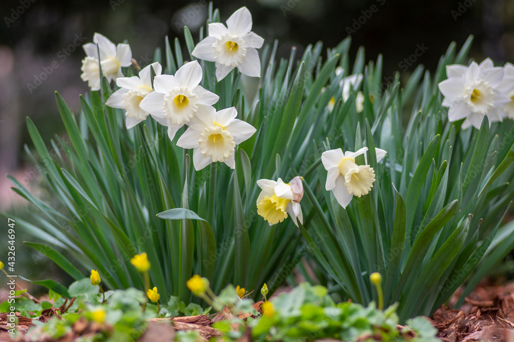 Narcissus hybridus bright white trumpet daffodils stainless flowers in bloom, early springtime bulbous flowering plants