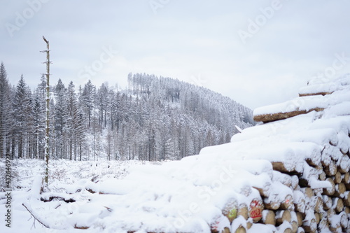 Wood in the harz mountains