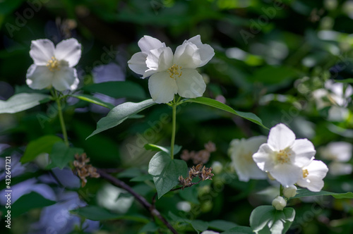 Philadelphus coronarius sweet mock-orange white flowers in bloom on shrub branches, flowering English dogwood ornamental plant