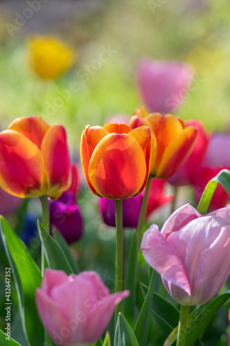 Fototapeta Naklejka Na Ścianę i Meble -  Amazing garden field with tulips of various bright rainbow color petals, beautiful bouquet of colors in sunlight daylight
