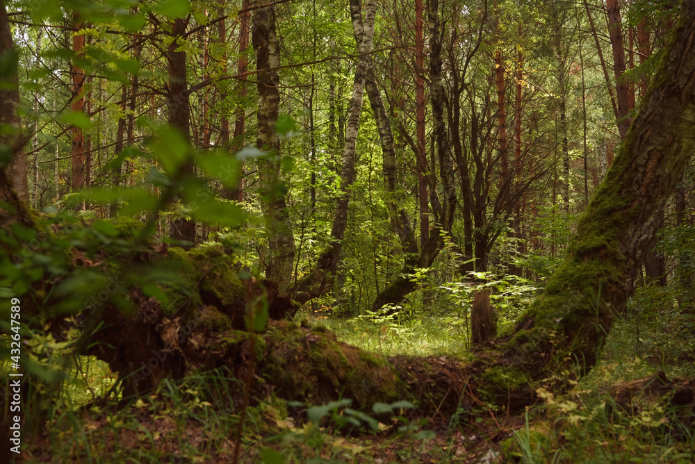 Green forest, branches, grass, leaves in summer Green forest, branches, grass, leaves in summer