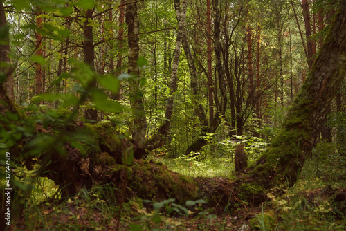 Green forest, branches, grass, leaves in summer