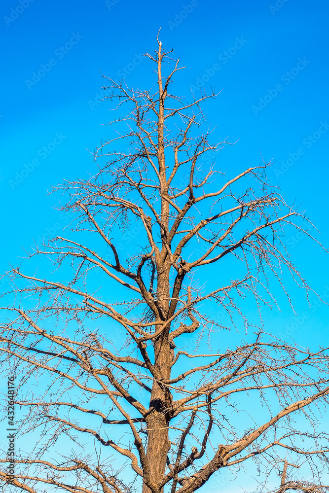 dry tree