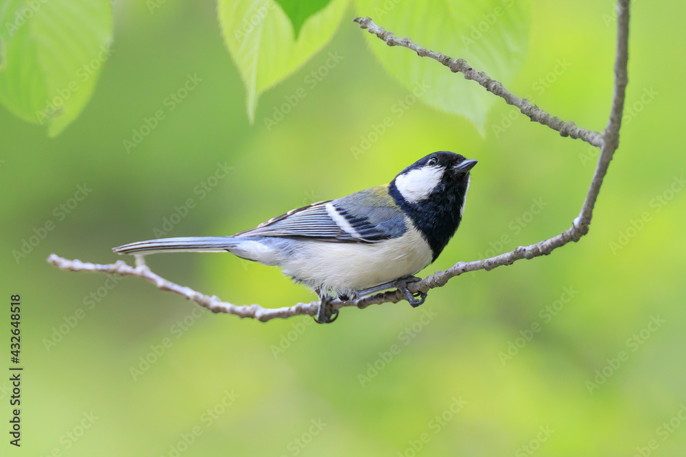 Great tit looking up at the sky and watching out for natural enemies Great tit looking up at the sky and watching out for natural enemies