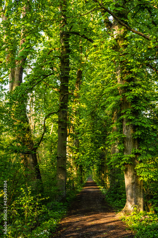 Naklejka premium footpath in the forest