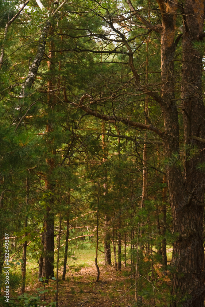Fototapeta premium Green forest, branches, grass, leaves in summer