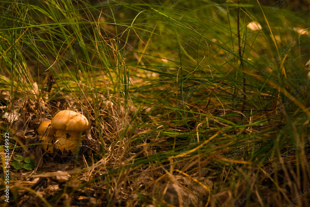 Green forest, grass, leaves, mushrooms in summer Green forest, grass, leaves, mushrooms in summer