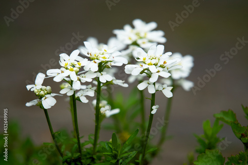 close up of white blooming flowers in spring