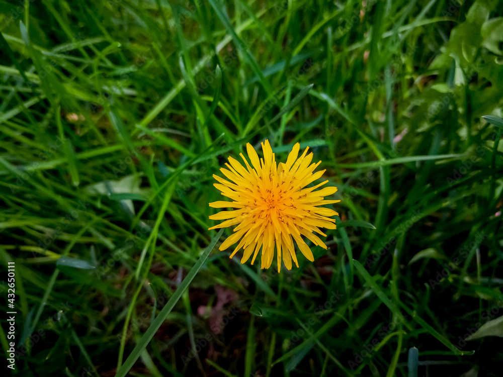 Yellow dandelion flower on the green grass