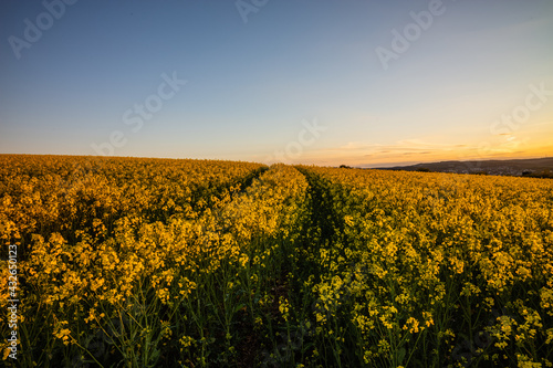 canola in evening light with tracks