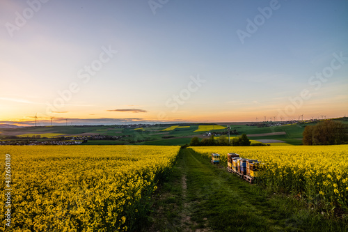 sunset over the rapeseed field