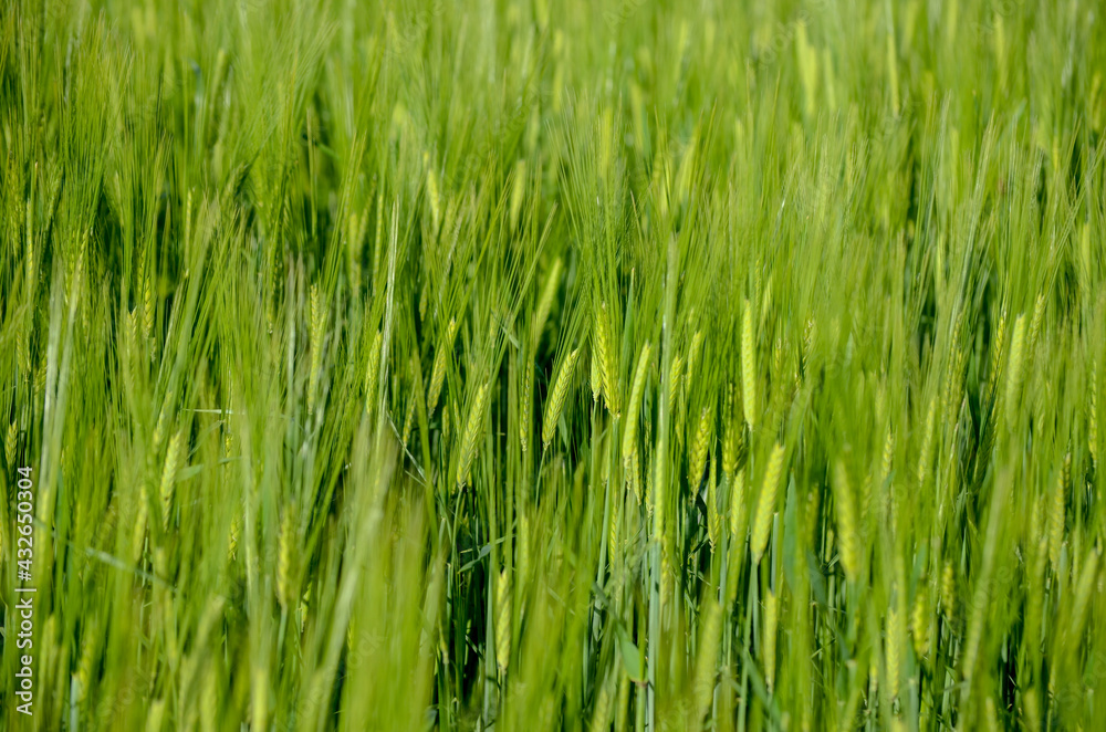 Wheat field. Green ear spikes on spring day, close up. Green barley field in countryside. Spikelet of wheat swaying in the wind. Young ripe ears swaying on the wind. Agriculture and food production. Wheat field. Green ear spikes on spring day, close up. Green barley field in countryside. Spikelet of wheat swaying in the wind. Young ripe ears swaying on the wind. Agriculture and food production.