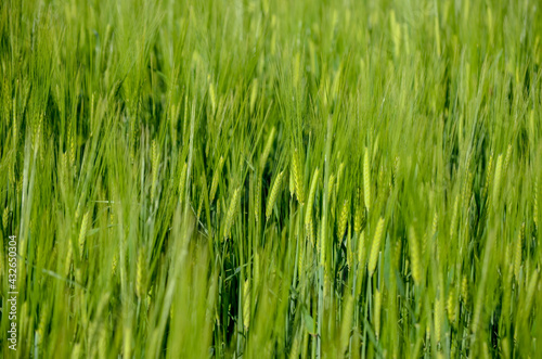 Wheat field. Green ear spikes on spring day, close up. Green barley field in countryside. Spikelet of wheat swaying in the wind. Young ripe ears swaying on the wind. Agriculture and food production.