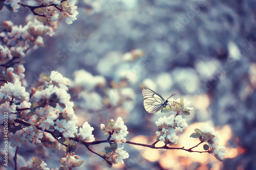 spring blooming garden background, delicate white flowers on trees, seasonal march springtime