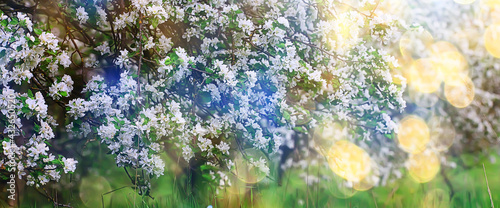 Fototapeta Naklejka Na Ścianę i Meble -  spring blooming garden background, delicate white flowers on trees, seasonal march springtime