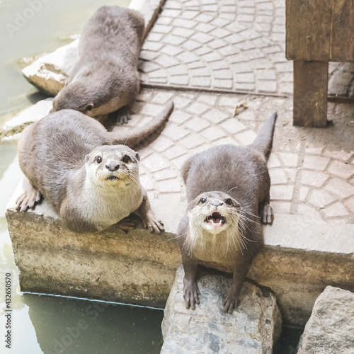 Bild auf Leinwand Otters