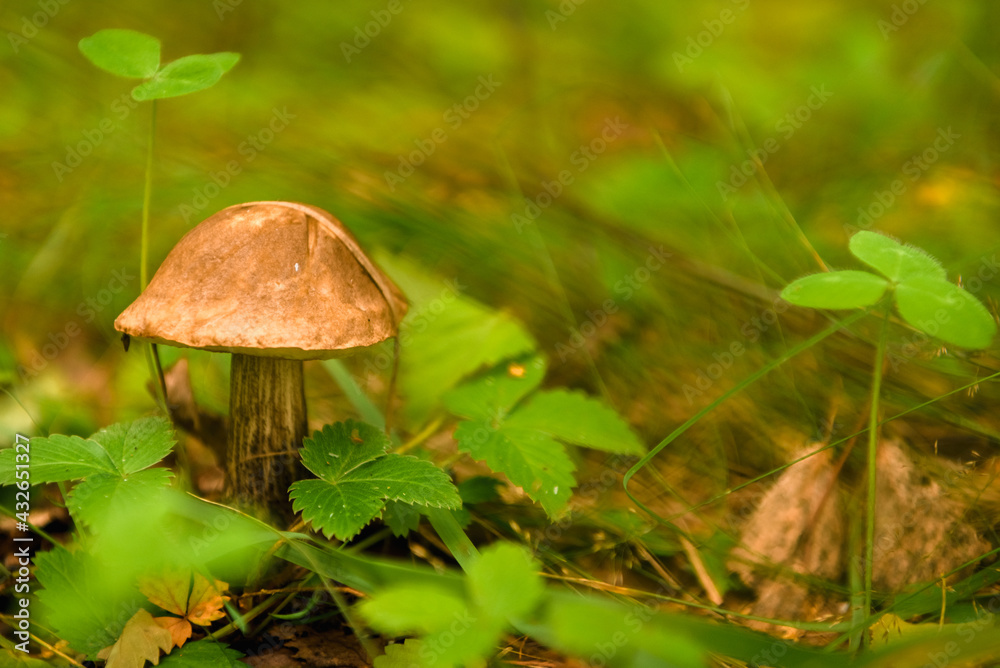 Green forest, grass, leaves, mushrooms in summer