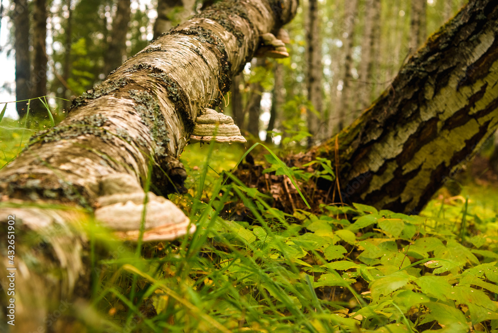 Obraz premium Green forest, grass, leaves, mushrooms in summer