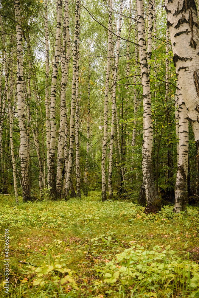 Fototapeta premium Green forest, branches, grass, leaves in summer