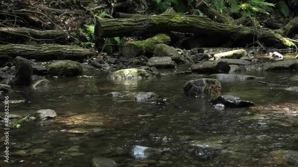 樹木 小川 樹木 小川