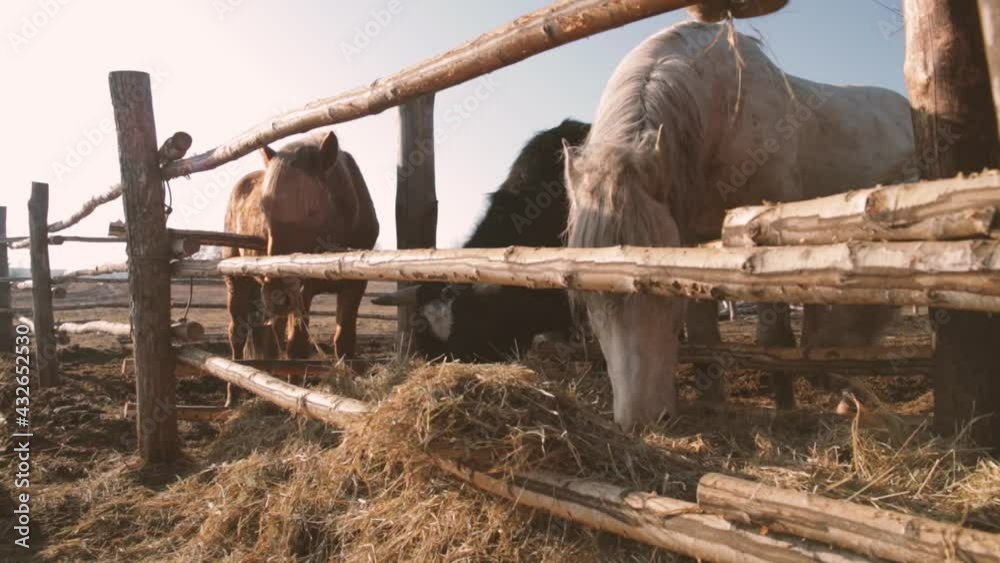 Rural horses, one pony and a bull eat hay behind a fence against a blue sky Rural horses, one pony and a bull eat hay behind a fence against a blue sky