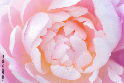 シャクナゲの花