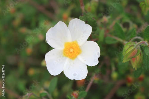 Flower of Cistus