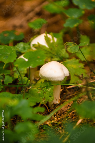 Green forest, grass, leaves, mushrooms in summer