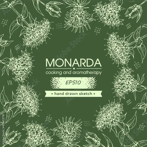 Background filled with Monarda , Bergamot. Detailed hand-drawn sketches, vector botanical illustration.