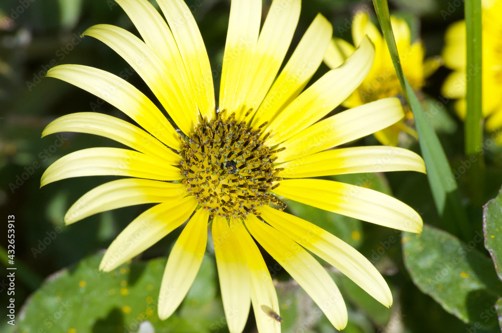 Obraz premium Blume