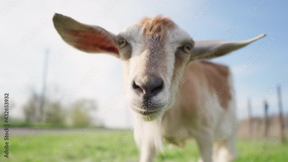 Goat Looks Into Camera And Reaches Its Head. Farming And Livestock Concept. 4k Footage Goat Looks Into Camera And Reaches Its Head. Farming And Livestock Concept. 4k Footage