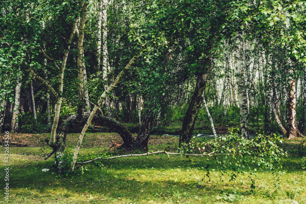 Scenic forest landscape with russian birches and greenery in vintage tones. Vivid green summer scenery of birch grove. Green leaves on branches of birch trees in sunlight. Beautiful sunny birch forest Scenic forest landscape with russian birches and greenery in vintage tones. Vivid green summer scenery of birch grove. Green leaves on branches of birch trees in sunlight. Beautiful sunny birch forest