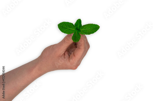 Young plant in hand isolated on white background. Mint branch in male hand.