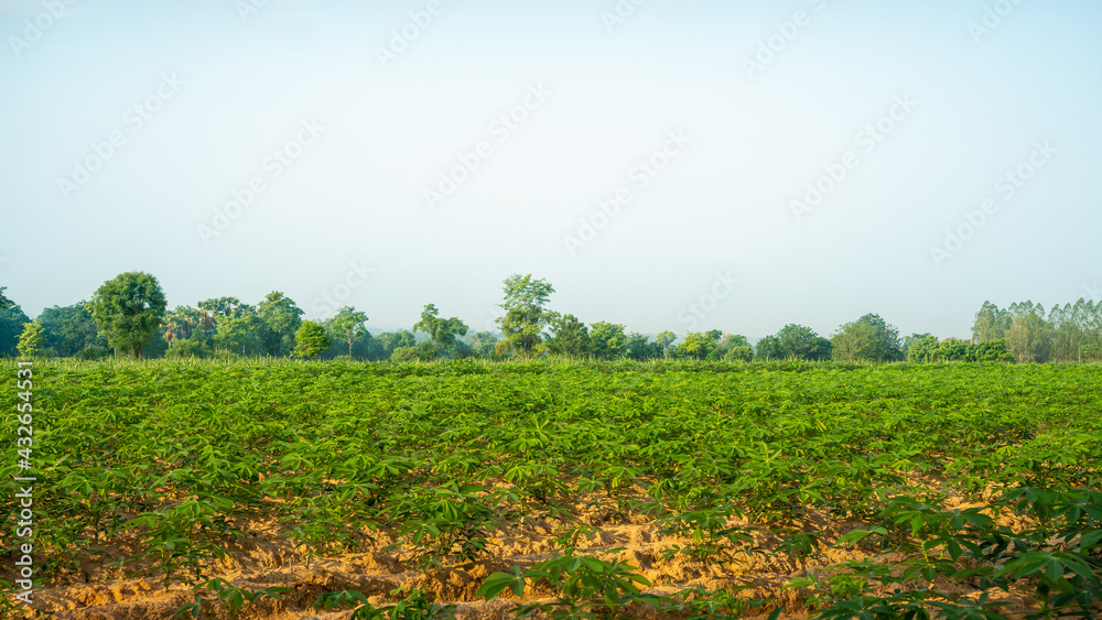 Obraz premium Field of green leaf Cassava plant in agriculture planting farm land under blue sky