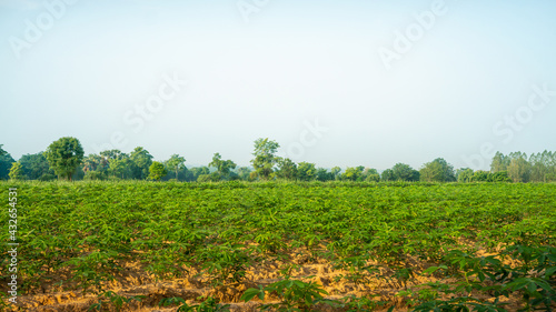 Field of green leaf Cassava plant in agriculture planting farm land under blue sky photo