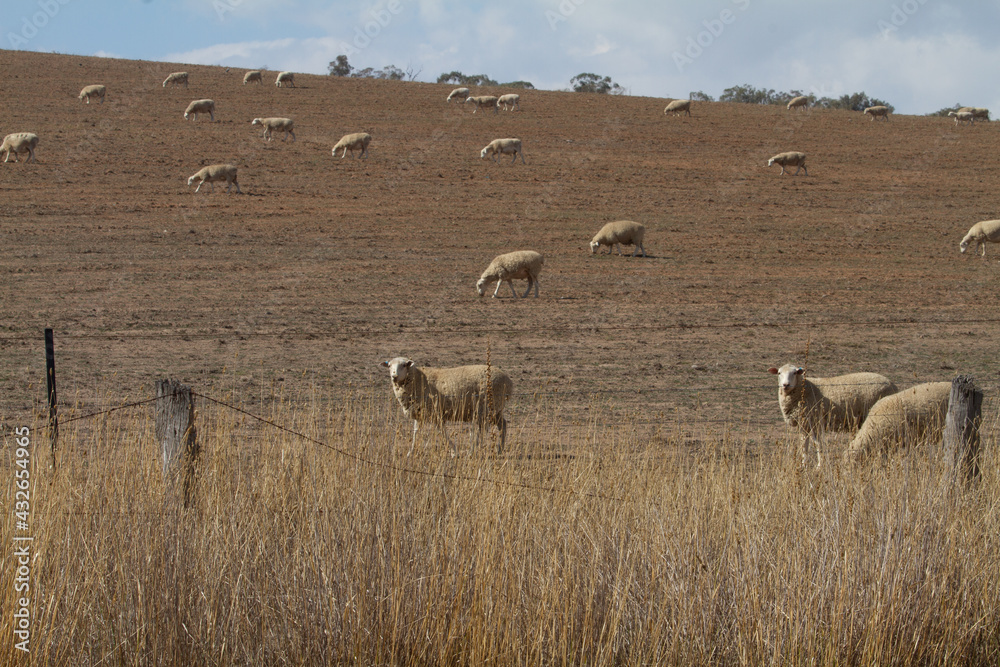 sheep in a field during drought in outback Australia