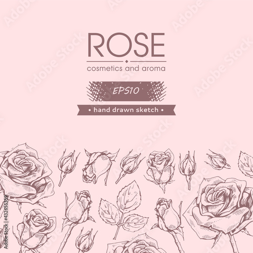 Background with Roses. Detailed hand-drawn sketches, vector