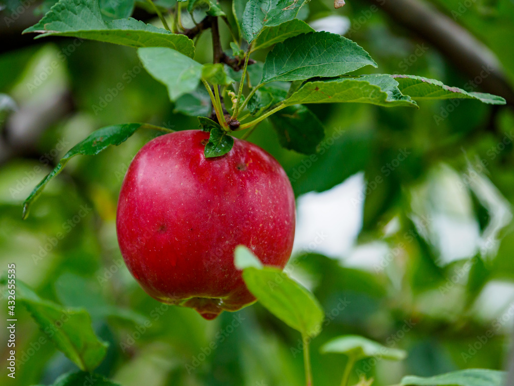 Orchard Orchard