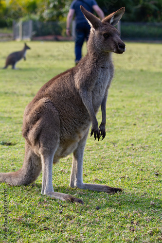 kangaroo feeding on grass in a field in outback Australia