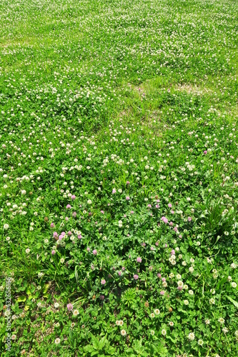 初夏の野原に咲くシロツメクサ