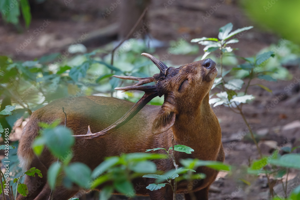 Sambar deer in the forests Sambar deer in the forests