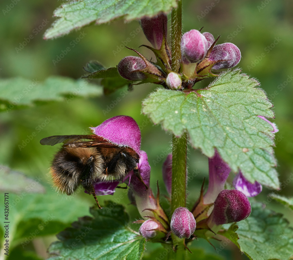 Bumblebee on a thistle flower close-up - macro, Bombus pratorum on a Lamium purpureum Bumblebee on a thistle flower close-up - macro, Bombus pratorum on a Lamium purpureum