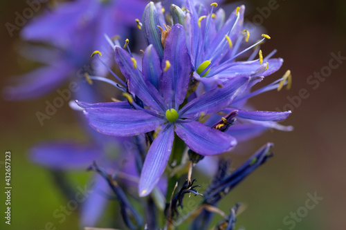 blue Camassia leichtlinii caerulea flower spike plant in spring garden Closeup photo