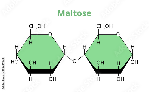2D vector molecular structure of the disaccharide maltose, malt sugar, maltobiose. Carbohydrate formed from two units of glucose. The structural formula of this oligosaccharide is isolated on white. photo
