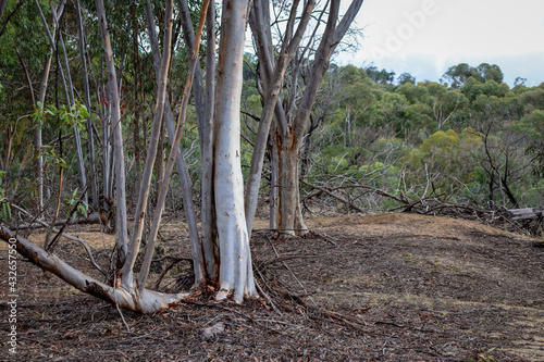 eucalypt trees in bush landscape