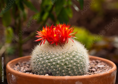 red-orange cactus flowers Parodia Notocactus haselbergii or Scarlet ball cactus plant growing in terracotta pot photo