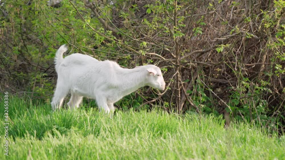 Little White Goat Eating Green Grass In Meadow. Farming And Livestock Concept. 4k Footage Little White Goat Eating Green Grass In Meadow. Farming And Livestock Concept. 4k Footage