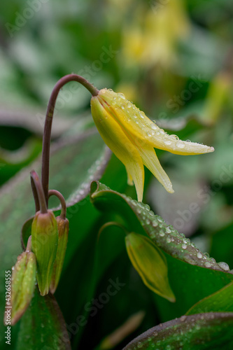 Close up very rare yellow  Erythronium Pagoda flowers photo