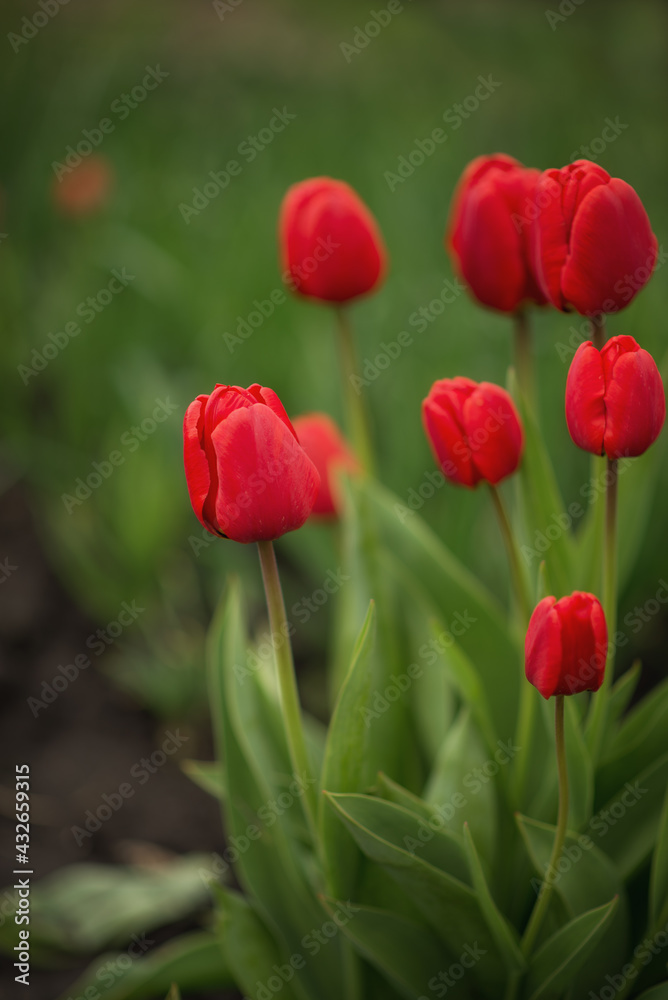 Photo of red tulips in a flower bed. Photo of red tulips in a flower bed.